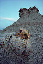Saber-toothed Tiger skull fossil, Badlands National Park, South Dakota