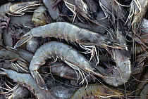Fisherman's catch of prawns, China