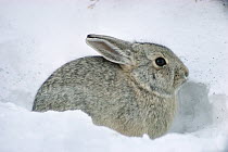 Cottontail Rabbit (Sylvilagus aquaticus) in snow, South Dakota