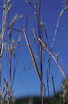 Giant Walking Stick (Megaphasma dentricus) camouflaged among prairie grasses, North Dakota