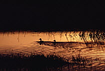 Duck (Anas sp) group silhouetted at sunset in prairie pothole, North America