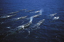 Sperm Whale (Physeter macrocephalus) pod surfacing, Galapagos Islands, Ecuador