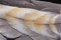 Sandhill Crane (Grus canadensis) feathers