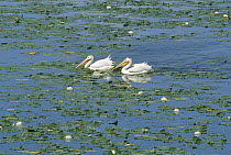 American White Pelican (Pelecanus erythrorhynchos) pair on lake surrounded by water lilies, Minnesota