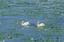 American White Pelican (Pelecanus erythrorhynchos) pair on lake surrounded by water lilies, Minnesota