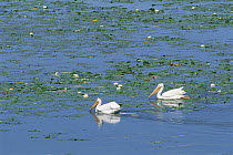 American White Pelican (Pelecanus erythrorhynchos) pair on lake of the woods, Minnesota