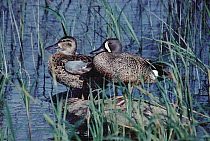 Blue-winged Teal (Anas discors) male and female, Minnesota