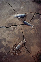 Fish victims of drought, Texas