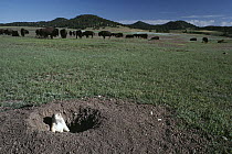 Black-tailed Prairie Dog (Cynomys ludovicianus) in burrow with American Bison (Bison bison) and Ponderosa Pines (Pinus ponderosa), Wind Cave National Park, South Dakota