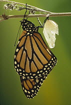 Monarch (Danaus plexippus) butterfly newly emerged from chrysalis, California