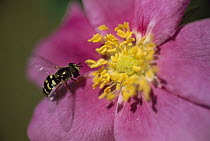 Hoverfly (Syrphidae) mimic of a bee on a Prairie Rose (Rosa suffulta), North America