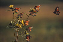 Monarch (Danaus plexippus) butterfly group resting on Giant Sunflower (Helianthus giganteus) during migration, Iowa