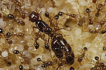 Fire Ant (Solenopsis geminata) colony with queen ant, workers and pupae, Florida