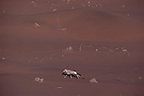 Gemsbok (Oryx gazella) running across desert, Namib Desert, Namibia