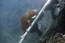 American Beaver (Castor canadensis) with a stick underwater, Minnesota