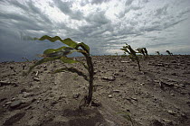 Maize (Zea mays) plants suffering from dust storms, erosion, and drought, Minnesota