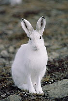 Arctic Hare (Lepus arcticus) in winter coat, Ellesmere Island, Nunavut, Canada