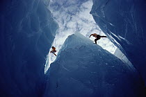 Two ice climbers, Columbia Icefield, Alberta, Canada