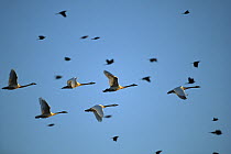 Tundra Swan (Cygnus columbianus) flock flying, Mattamuskeet National Wildlife Reserve, North Carolina