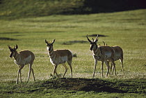 Pronghorn Antelope (Antilocapra americana) group crossing prairie, South Dakota