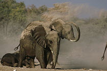 African Elephant (Loxodonta africana) group taking dust bath, Namibia