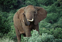 African Elephant (Loxodonta africana) smelling air, Kenya
