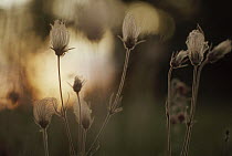 Prairie Smoke (Geum triflorum) flowers at dawn, North America