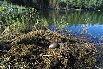 Common Loon (Gavia immer) egg in nest, Minnesota