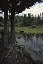 Moose (Alces alces andersoni) foraging on water plants in lake, Isle Royale National Park, Michigan
