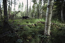 Moose (Alces alces andersoni) walking through boreal forest, Isle Royale National Park, Michigan