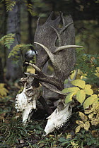 Canada Jay (Perisoreus canadensis) perching on the antlers of two Moose (Alces alces andersoni) who locked antlers in battle and died together, Michigan