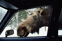 Moose (Alces alces andersoni) female looking in car window during winter, the animals lick salt off of cars, Minnesota