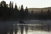 Moose (Alces alces andersoni) female feeding in lake, Isle Royale National Park, Michigan