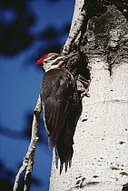 Pileated Woodpecker (Dryocopus pileatus) at nest
