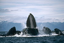 Humpback Whale (Megaptera novaeangliae) group engaging in cooperative gulp feeding, Alaska