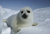 Harp Seal (Phoca groenlandicus) pup lying in the snow