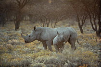 White Rhinoceros (Ceratotherium simum) mother with young, South Africa