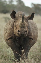 Black Rhinoceros (Diceros bicornis) portrait, South Africa