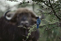 Cape Buffalo (Syncerus caffer) and Greater Blue-eared Glossy-Starling (Lamprotornis chalybaeus) in the rain, Kenya