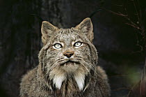 Canada Lynx (Lynx canadensis) portrait, North America