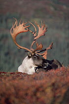 Caribou (Rangifer tarandus) bull, Alaska