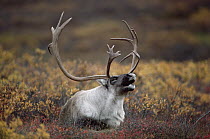 Caribou (Rangifer tarandus) bull calling on autumn tundra, Alaska