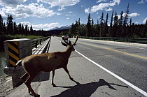 White-tailed Deer (Odocoileus virginianus) about to cross road in front of a moving vehicle, Banff Jasper Highway, Canada