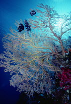 Common Lettuce Coral (Pectinia lactuca) and sea fan, Palau