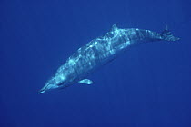 Dense Beaked Whale (Mesoplodon densirostris), Kona, Hawaii