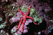 Sea Star (Linckia multiflora) on corals, Kona, Hawaii