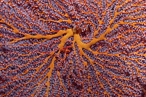 Soft Coral (Melithaea squamata) detail, Palau