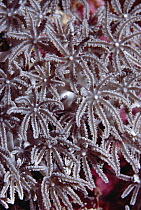 Octocoral, detail of polyps, Coral Sea