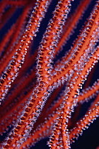 Soft Coral (Ellisella sp) detail, Coral Sea