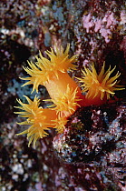 Orange Cup Coral (Tubastraea coccinea), Kona, Hawaii